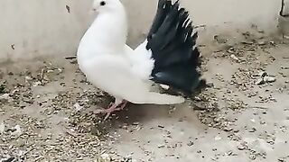 pigeons short video|