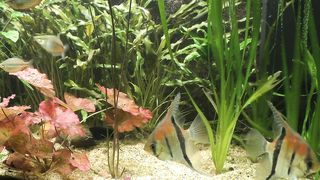 Amazing fishes