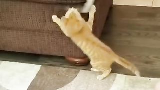 ????Newest Funny Cats Videos of 2023????