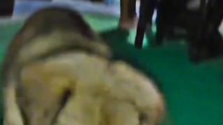 This video is funny