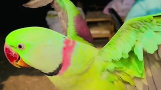Parrot beauty