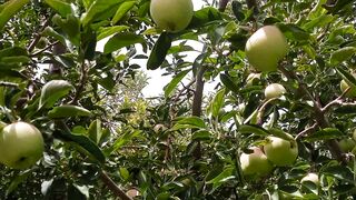 Apple Garden in Quetta