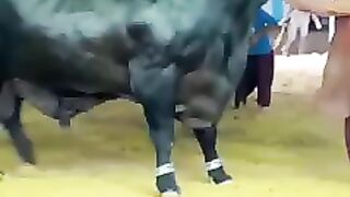 Most beautiful Black Bull world amazing animal
