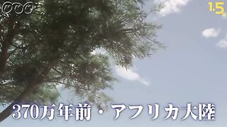 Aniamal video
