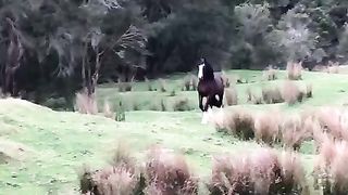 Most beautiful hours amazing animal beauty