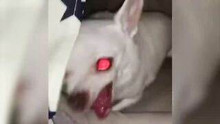 Funny animal vedio