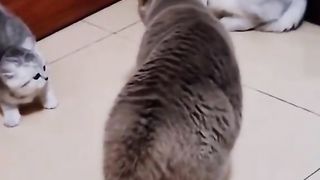 Котики