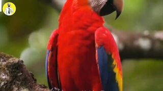 Most expensive animals in the world || Facts about aninals #animals #facts