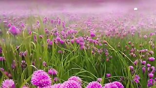 Natural beauty