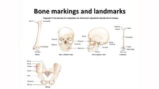 Bones's Marking| Marking of Bones|Anatomy