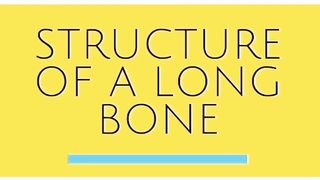 Structure of Long Bones/ Shaft and Ends of Bones