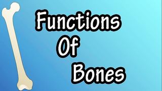 Structure of Long Bones/ Shaft and Ends of Bones