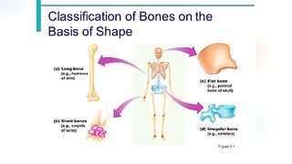 Classification of Bones According to Shape0