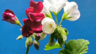 Blooming flowers
