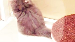 Crazy cat