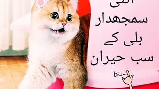 Funny cat#cat manners