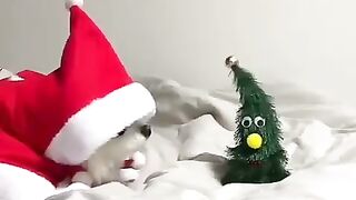 Cute Dog - #61