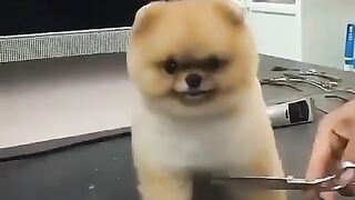 Cute Dog - #62