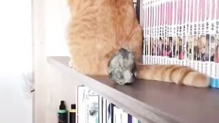 And this is why dogs are better than cats!