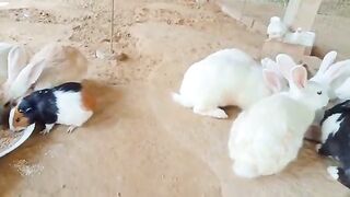 Rabbits and Guinea pigs live together peacefully without any harm