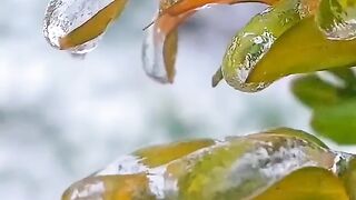 Ледяное царство.