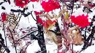 Сказочная зима.