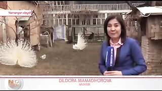 в мире животных
