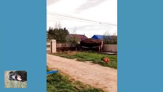 Вот это прыжок -- пес красавчик.