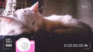 Cat relax top video.