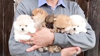 Cute Dog - #63