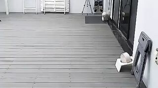 Cute Dog - #64