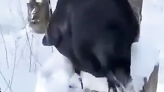 The smartest bird!