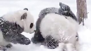 Смешные панды