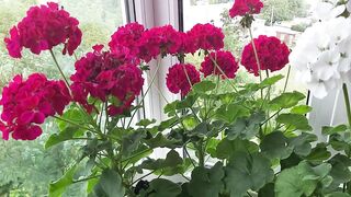 Pelargonij