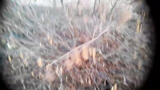 Propagation of Hazel by cuttings ... 100% engraftment