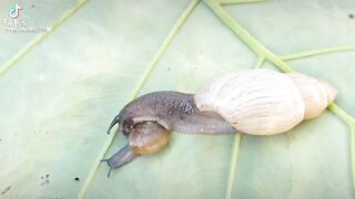 Savage snail