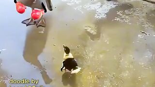 Funny fight duck