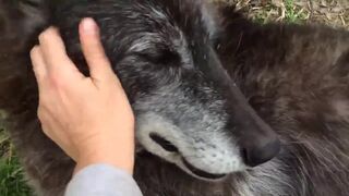 Очень счастливый волк