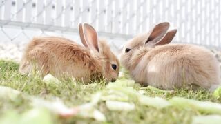 Bunnies eat cabbage
