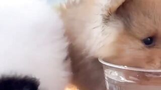 Cute Dog - #65