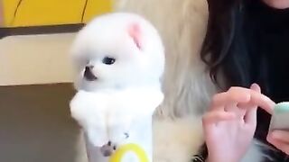 Самые смешные животные 2