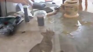 Подборка смешных котов и собак ????????