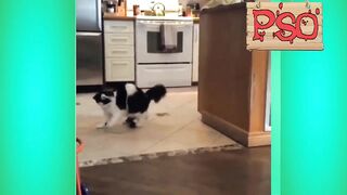 Приколы с котами – озвучка животных