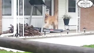 Приколы с котами с ОЗВУЧКОЙ!