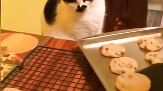 смешные коты с озвучкой / funny cats