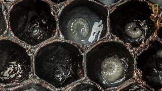 Ананд Варма снял на видео первые 3 недели из жизни пчёл.