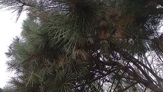 Кинотеатр а парке.