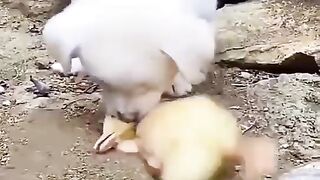 Dog care Hen