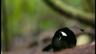 Dancing birds very beautiful birds with relaxing sounds