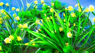 Diy  mini farming beautiful world